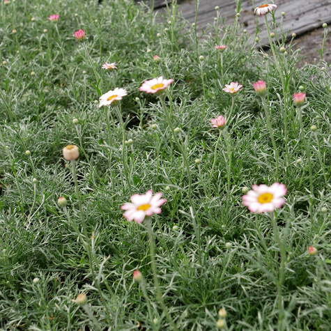 Stokrotka marokańska `Marrakech'